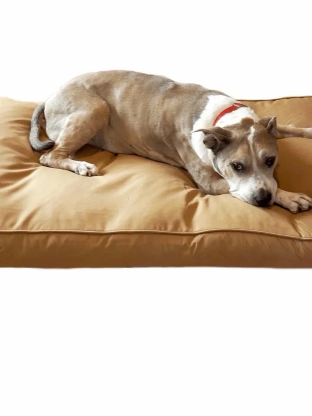CHEW PROOF DOG BED